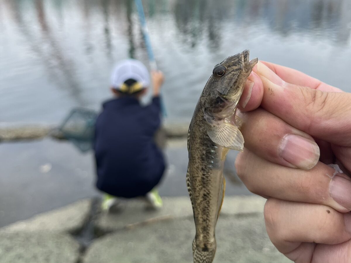 秋に釣れたハゼと、岸辺で釣りをする子ども